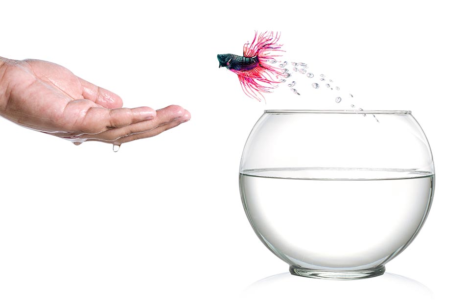 Betta Fish Jumping: 7 Reasons Why & How To Prevent It! 6 Betta Fish Jumping Out Of Their Tank