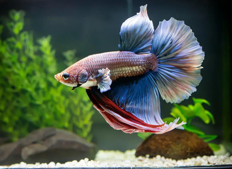 A betta fish staying motionless in its tank