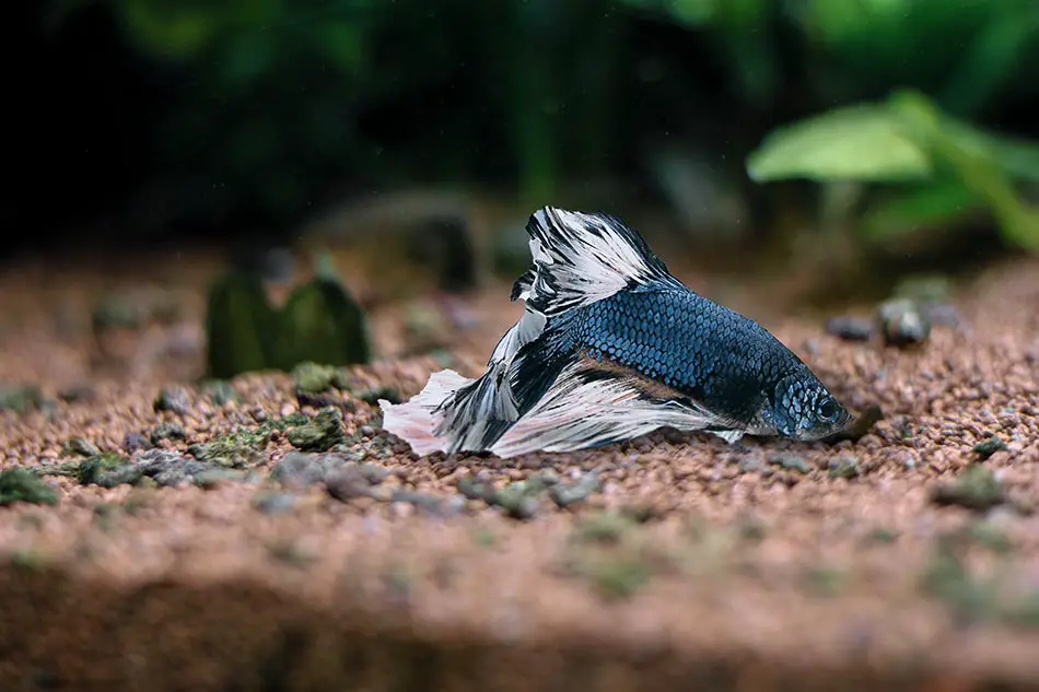 Betta Fish Not Moving (11 Top Causes & Solutions) 2 mage of a sleeping betta fish lying motionless.