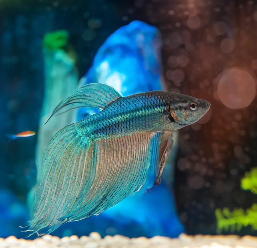 stressed betta fish with clamped fins